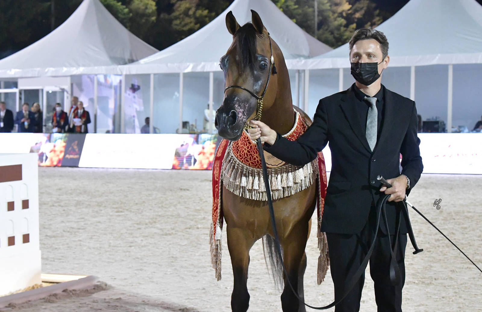 Senior Stallion Bronze Champion: Shadi Al Khalediah (F Shamaal X Layan Al Khalidiah)  
