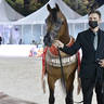 Senior Stallion Bronze Champion: Shadi Al Khalediah (F Shamaal X Layan Al Khalidiah)  