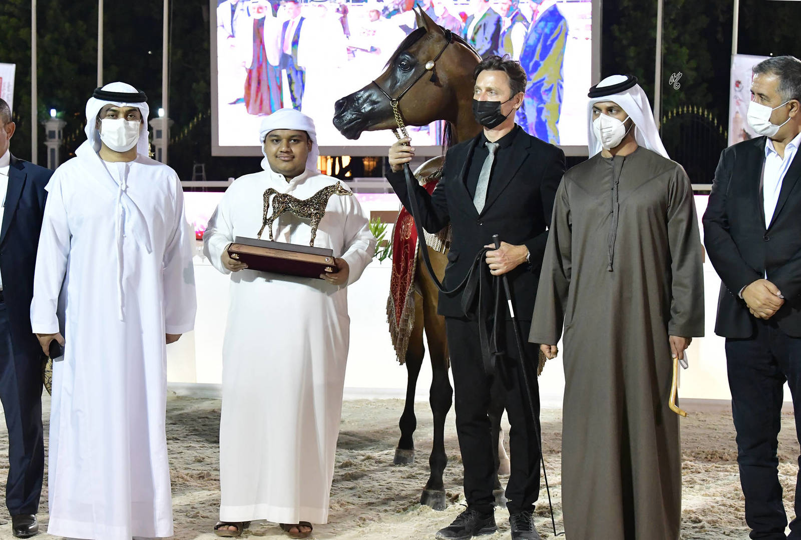 Senior Stallion Bronze Champion: Shadi Al Khalediah (F Shamaal X Layan Al Khalidiah)  