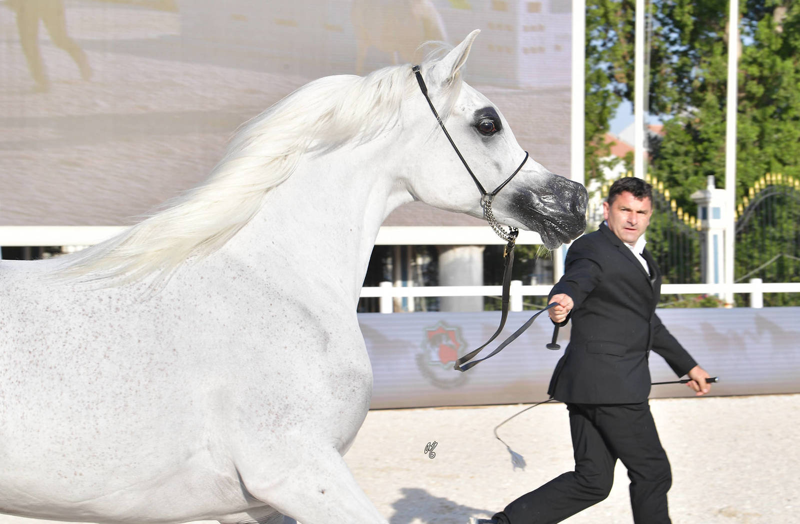Senior Mare Gold Champion: Basandrasettimocielo (Ajman Moniscione X MA Scarlet) 