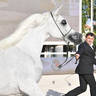 Senior Mare Gold Champion: Basandrasettimocielo (Ajman Moniscione X MA Scarlet) 