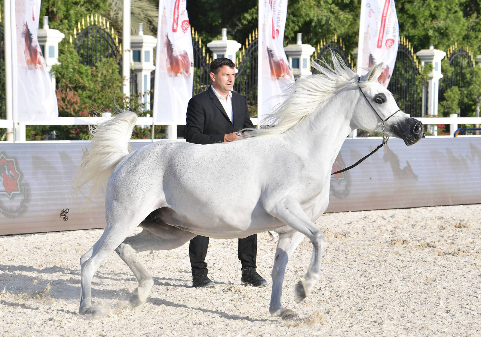 Senior Mare Gold Champion: Basandrasettimocielo (Ajman Moniscione X MA Scarlet) 