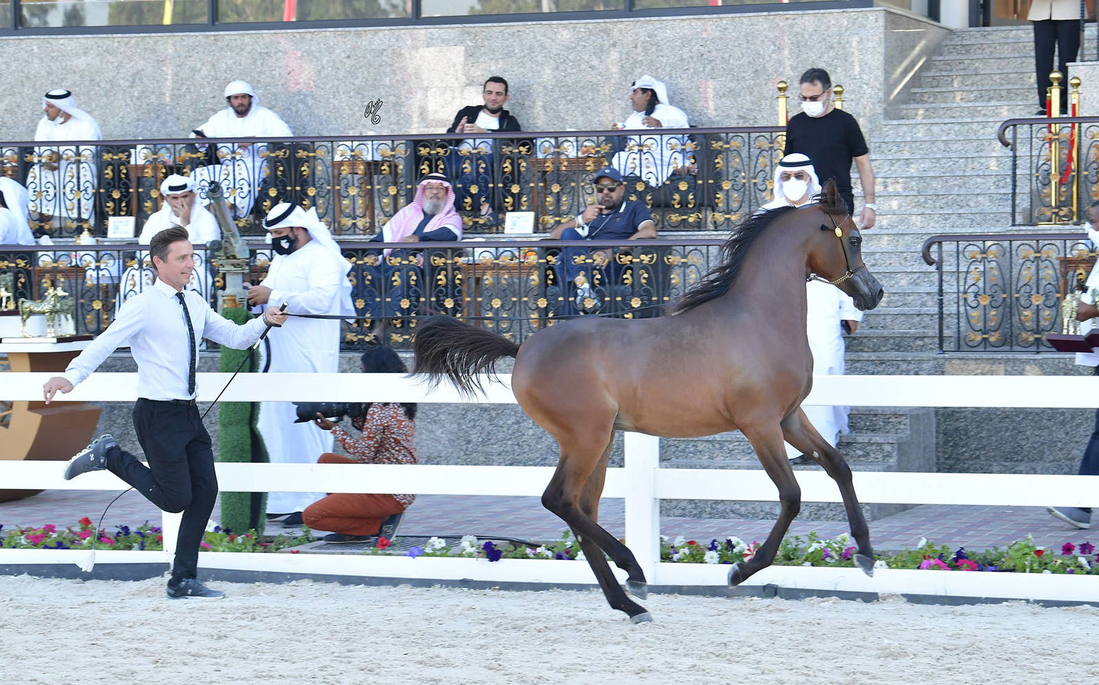 Yearling Colt Gold Champion: JS Troy (Dominic M X D Ghaneemah) 