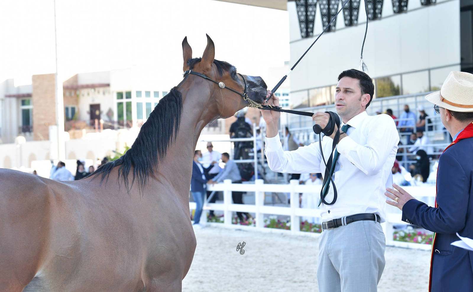 Yearling Colt Bronze Champion: Dhafer Al Hawajer (FA El Rasheem X ZT Magrumi) 