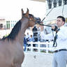 Yearling Colt Bronze Champion: Dhafer Al Hawajer (FA El Rasheem X ZT Magrumi) 