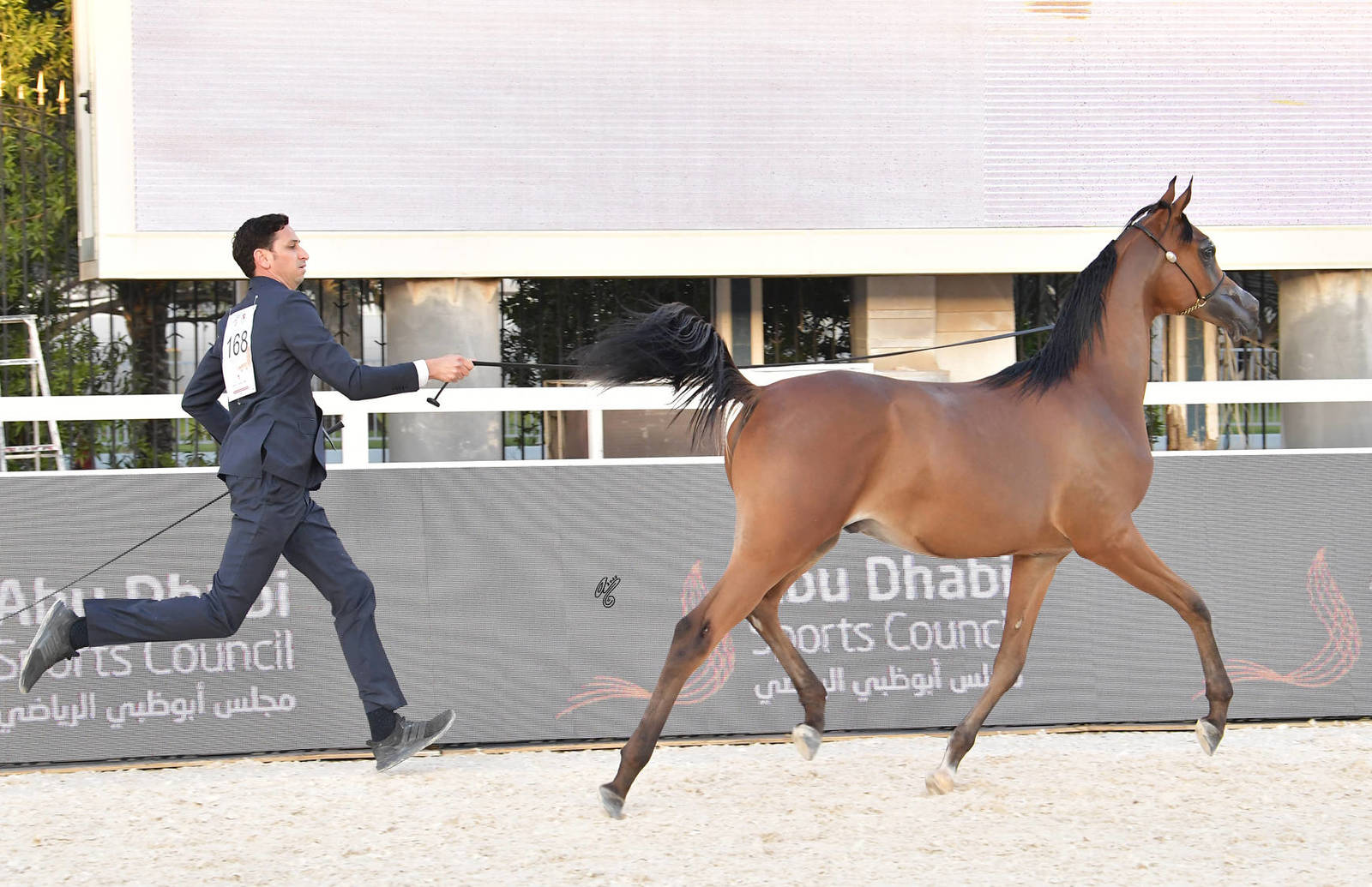 Yearling Colt Bronze Champion: Dhafer Al Hawajer (FA El Rasheem X ZT Magrumi) 