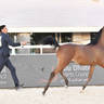 Yearling Colt Bronze Champion: Dhafer Al Hawajer (FA El Rasheem X ZT Magrumi) 