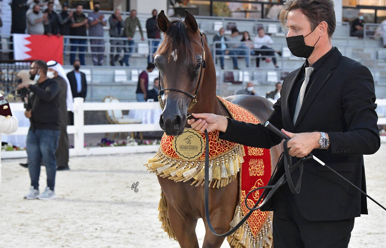 Yearling Colt Gold Champion: JS Troy (Dominic M X D Ghaneemah)