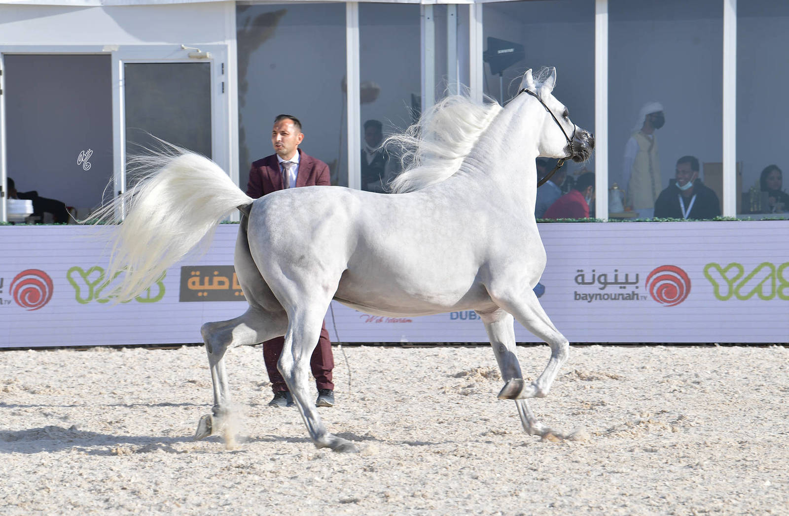 Junior Colt Gold Champion: AJ Ajban (AJ Kafu X AJ Saphira) 