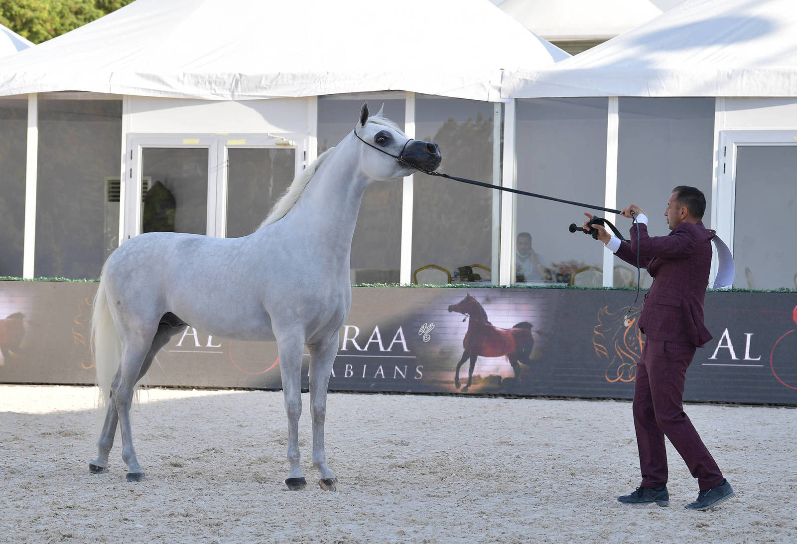 Junior Colt Gold Champion: AJ Ajban (AJ Kafu X AJ Saphira) 