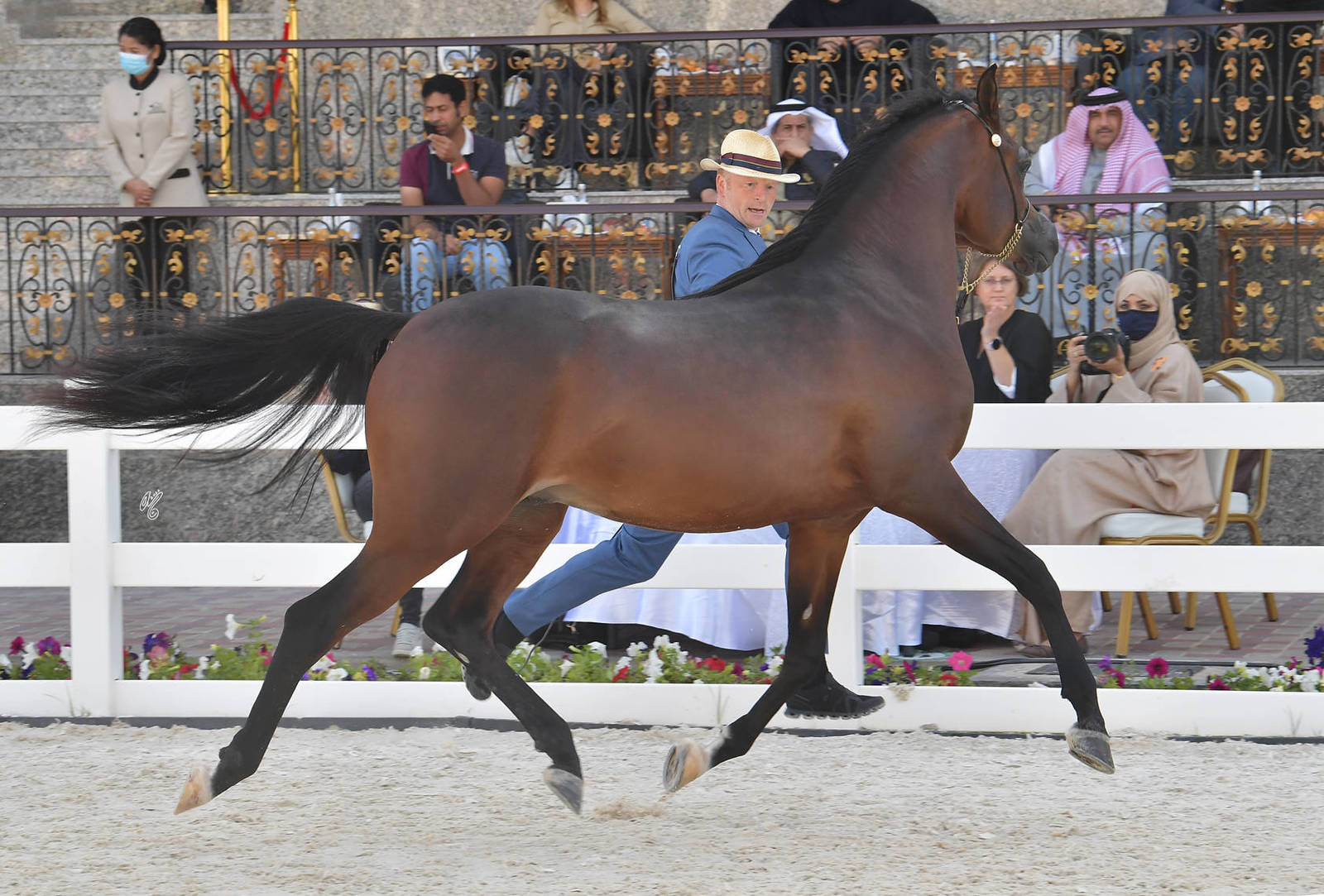Junior Colt Silver Champion: Al Aryam Hasheem (FA El Rasheem  x Al Aryam Hamra)