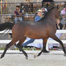 Junior Colt Silver Champion: Al Aryam Hasheem (FA El Rasheem  x Al Aryam Hamra)