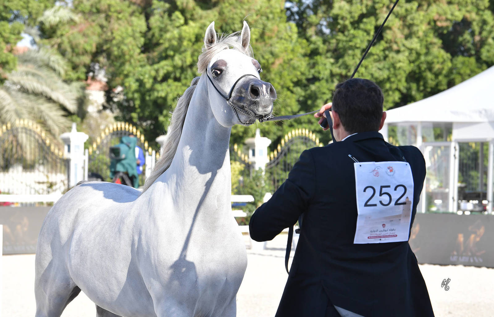 Junior Colt Bronze Champion: KA Nishan (Shanghai EA X AJ Nazwa) 