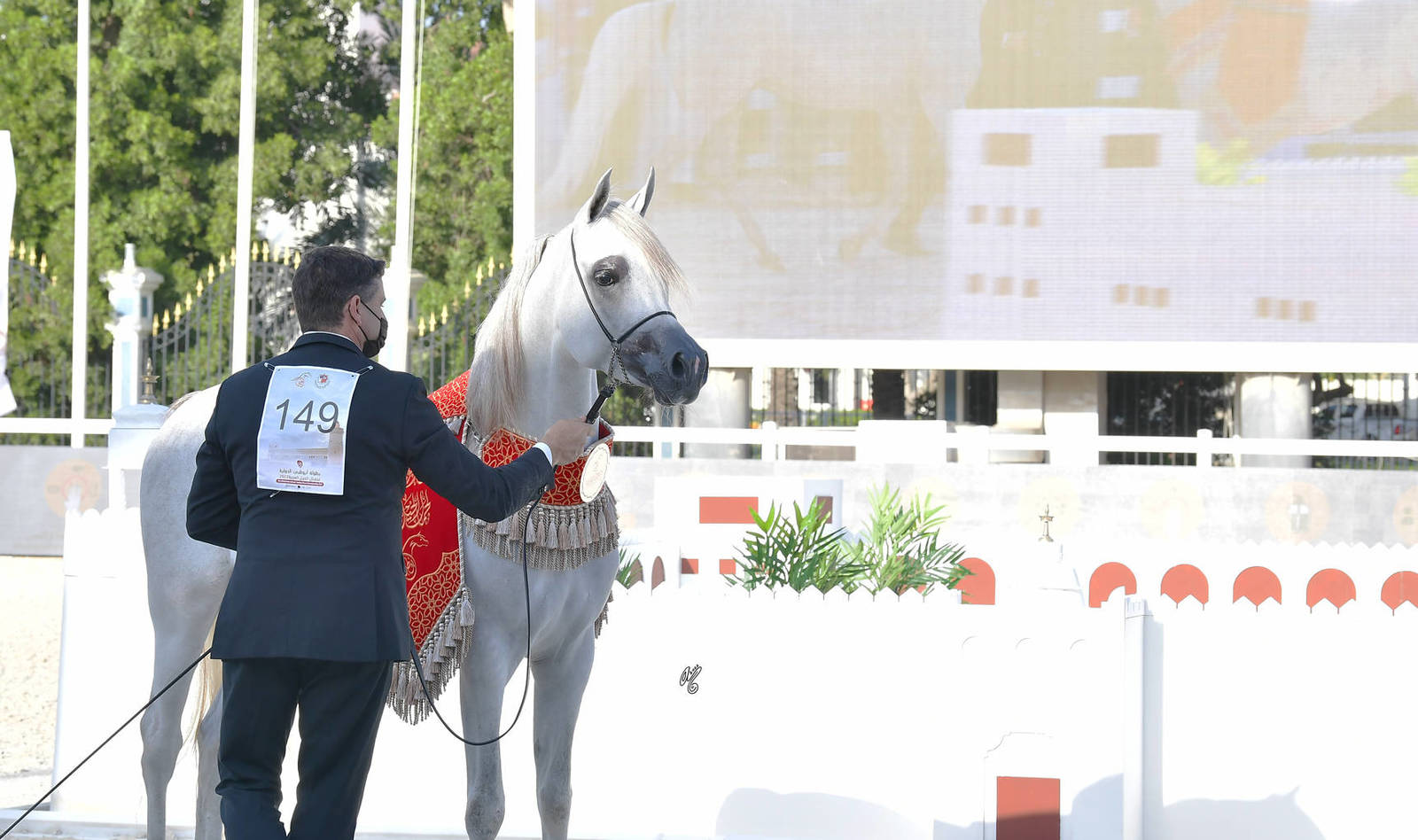 Junior Colt Bronze Champion: KA Nishan (Shanghai EA X AJ Nazwa)