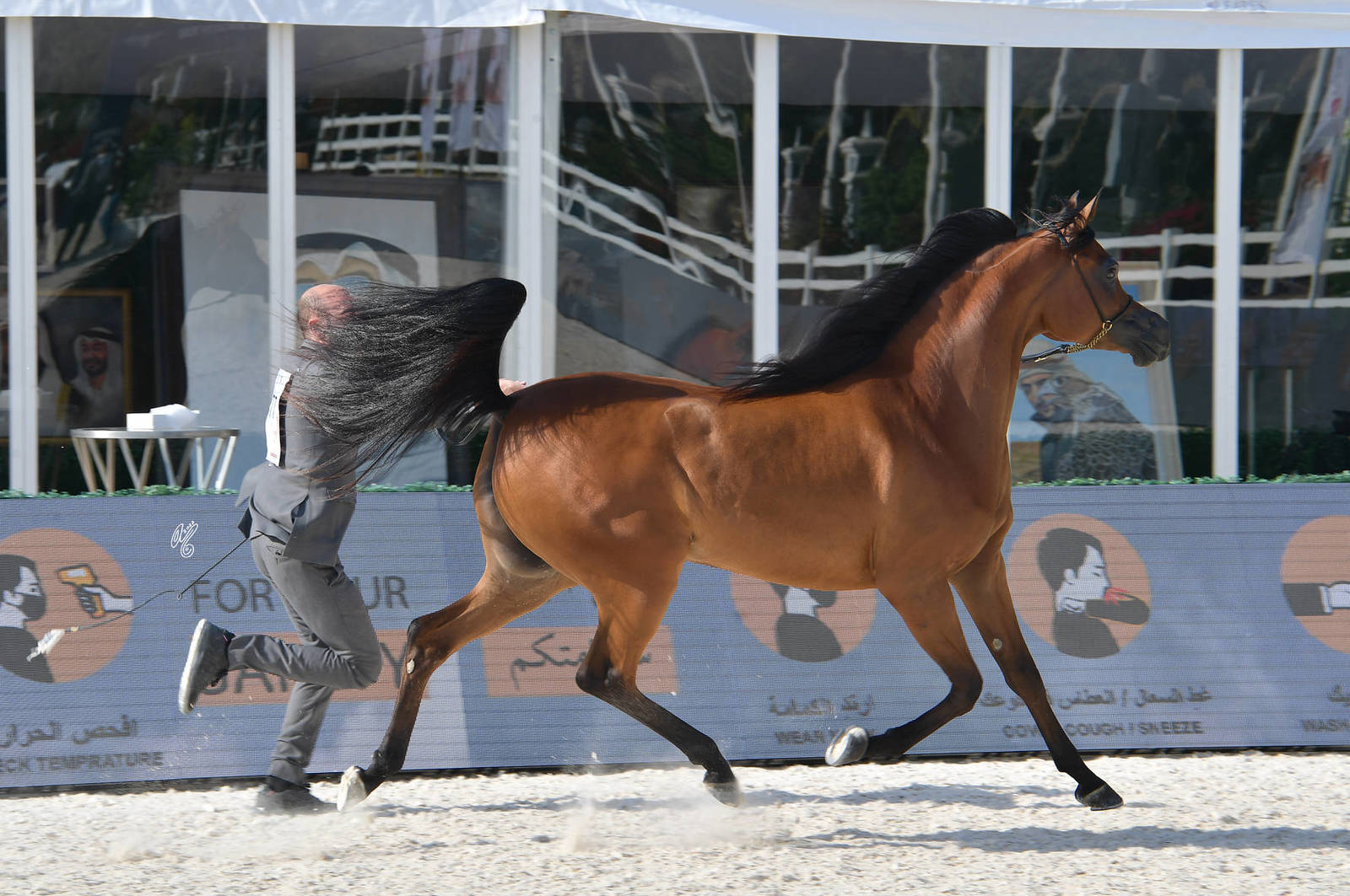 Junior Filly Gold Champion: AJ Alula (AJ Marzan X Ayat Almuawd) 