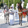 Junior Filly Champions: AJ Alula (AJ Marzan X Ayat Almuawd) and AJ Ghazalah (Shanghai EA X Ghadeer AM) 