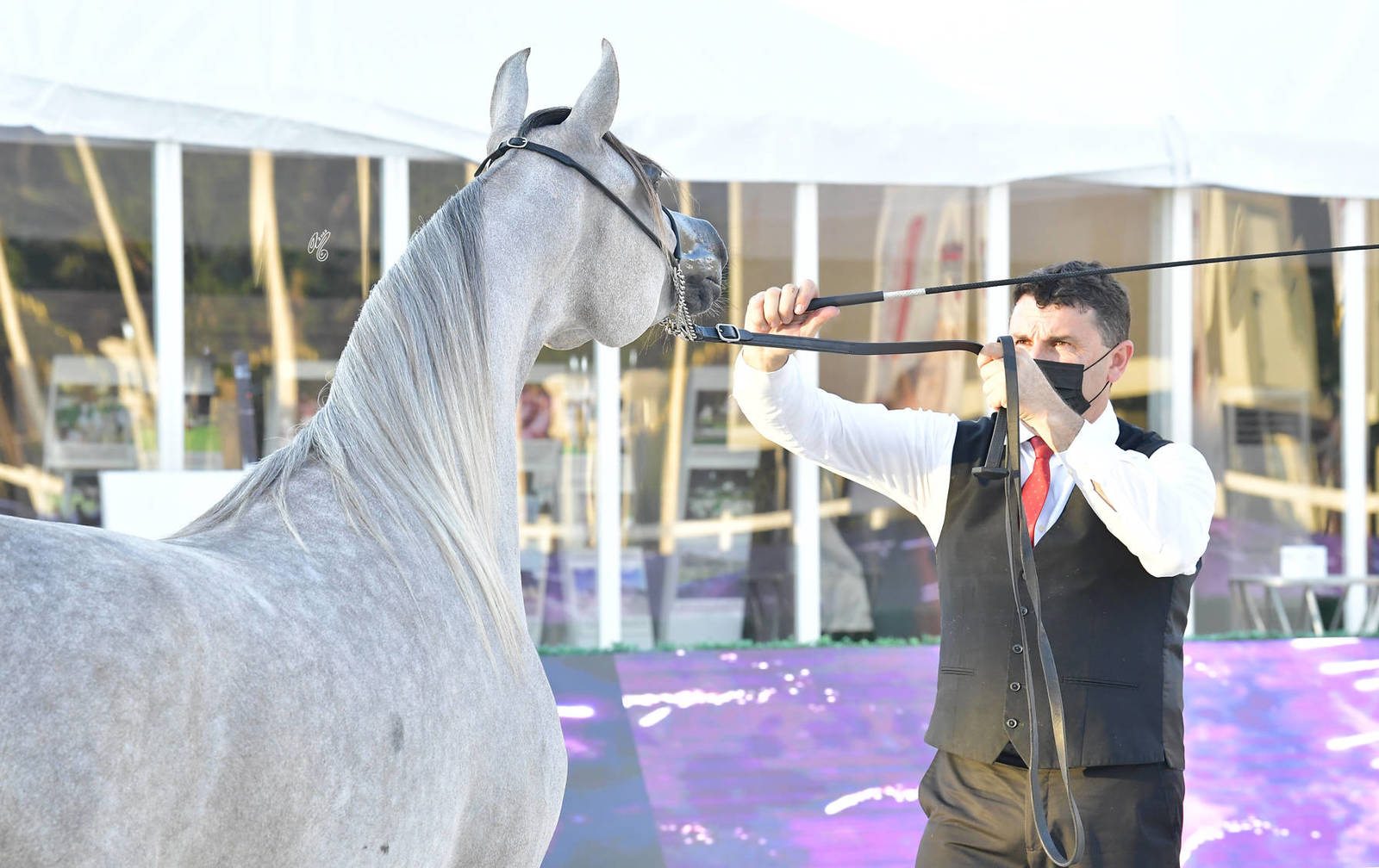 Junior Filly Silver Champion: AJ Ghazalah (Shanghai EA X Ghadeer AM) 