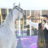 Junior Filly Silver Champion: AJ Ghazalah (Shanghai EA X Ghadeer AM) 