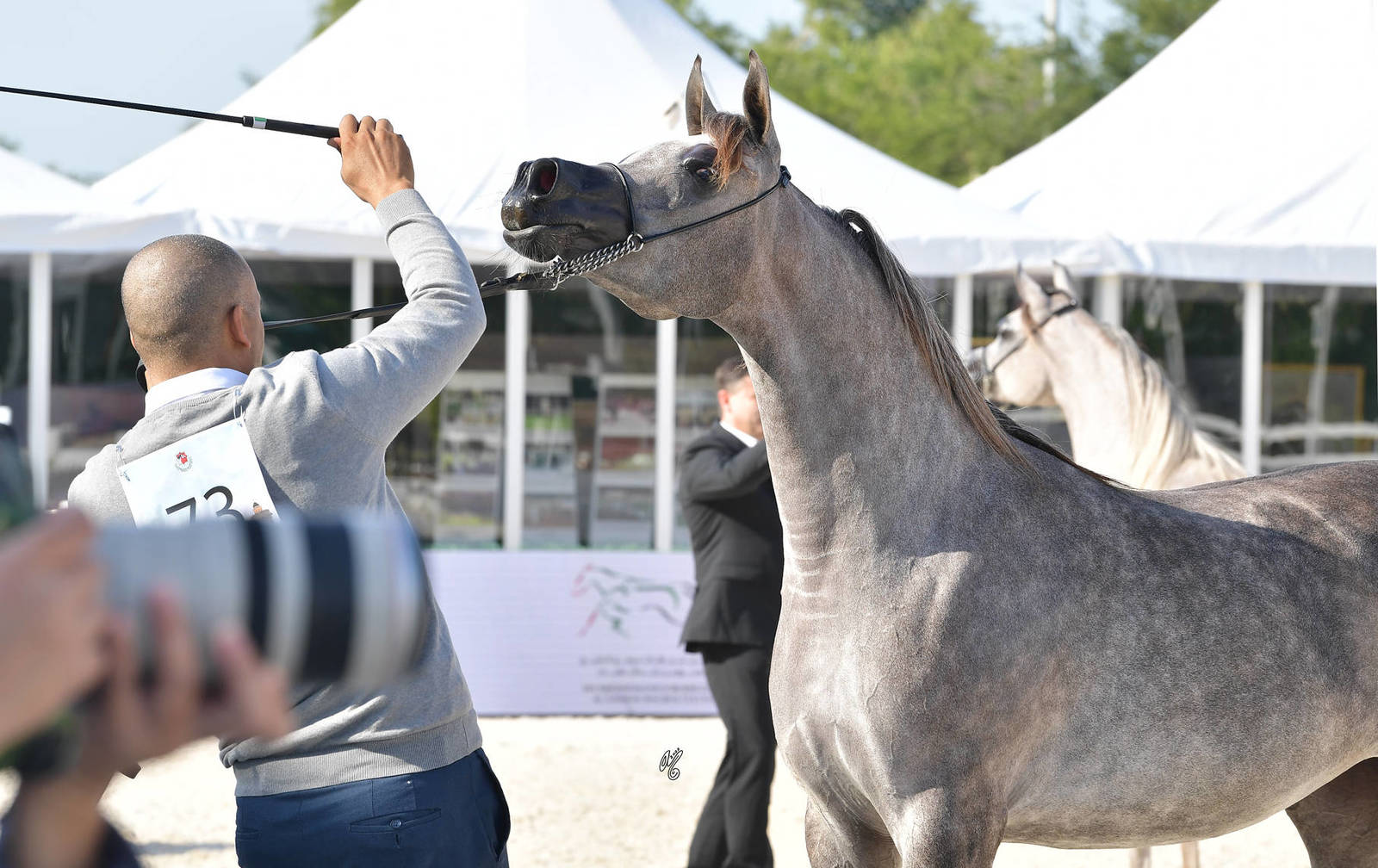 Junior Filly Bronze Champion: D Reemah (D Seraj X D Nawal)