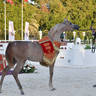 Yearling Filly Gold Champion: E.S. Sharjah (E.S. Sarab X E.S. Rasheeda) 