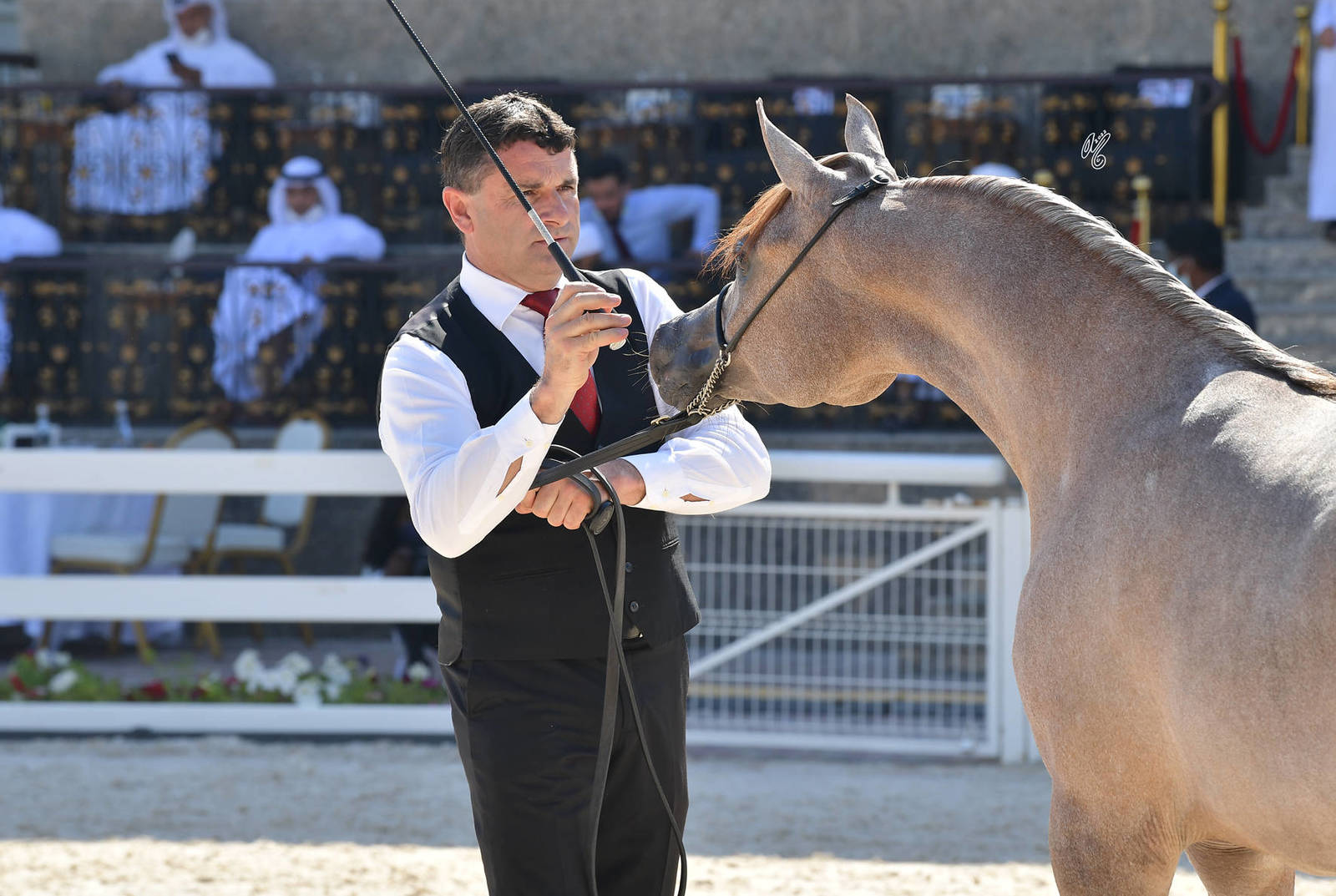 Yearling Filly Silver Champion: AJ Mwary (Shanghai EA  AJ Mouna)