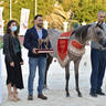 Yearling Filly Bronze Champion: D Rama (FA El Rasheem X D Ajayeb) 
