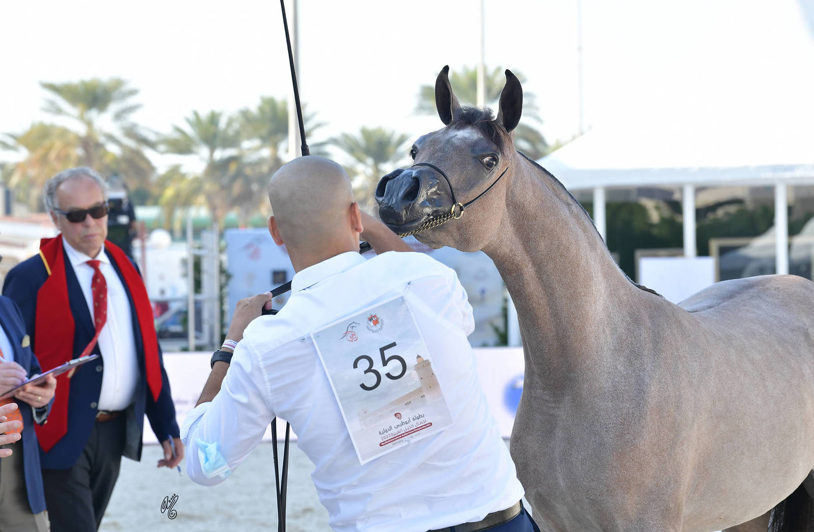 Yearling Filly Bronze Champion: D Rama (FA El Rasheem X D Ajayeb)