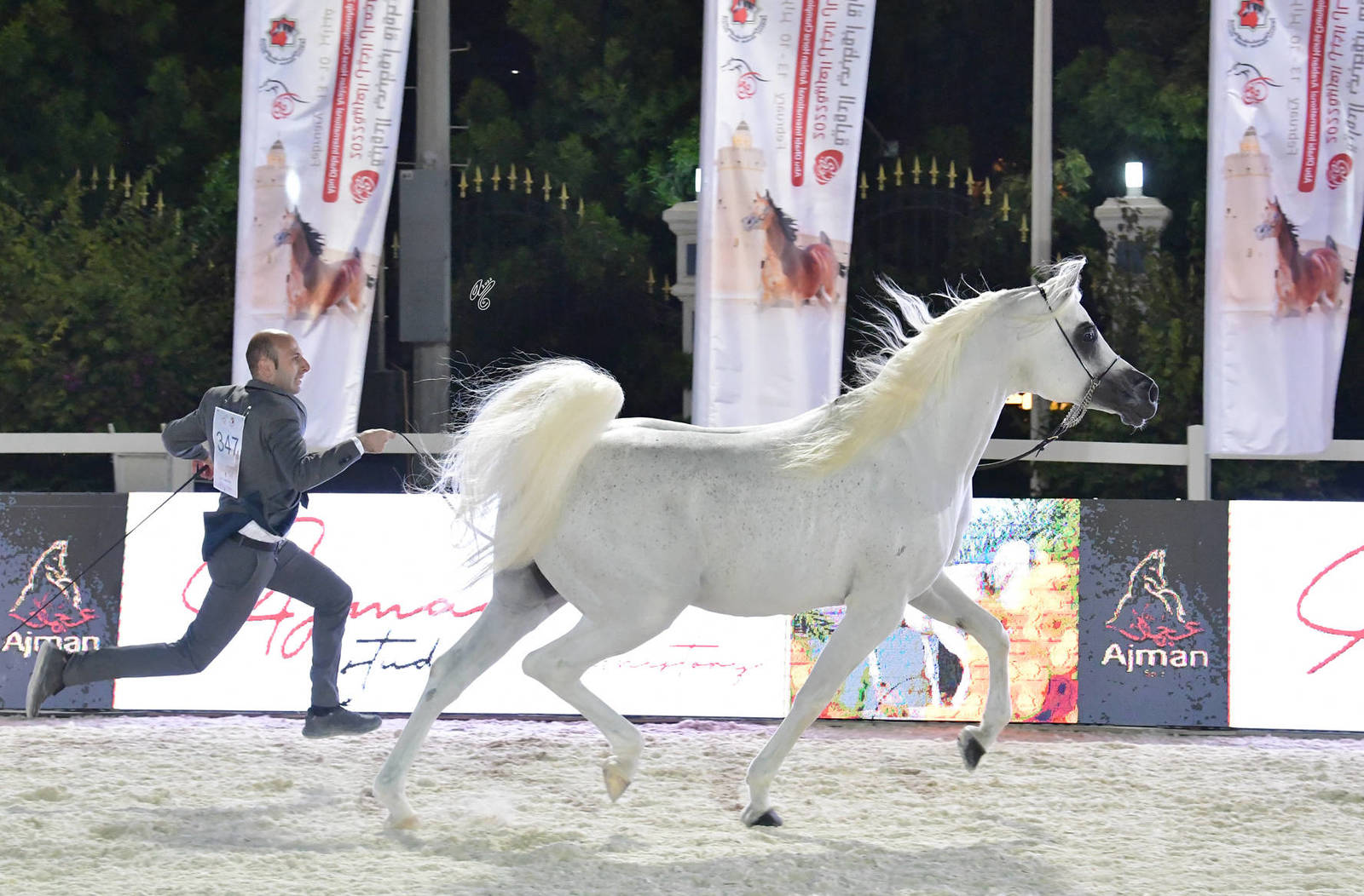 Stallions 10 Years and Older: Moharib Al Khazna 