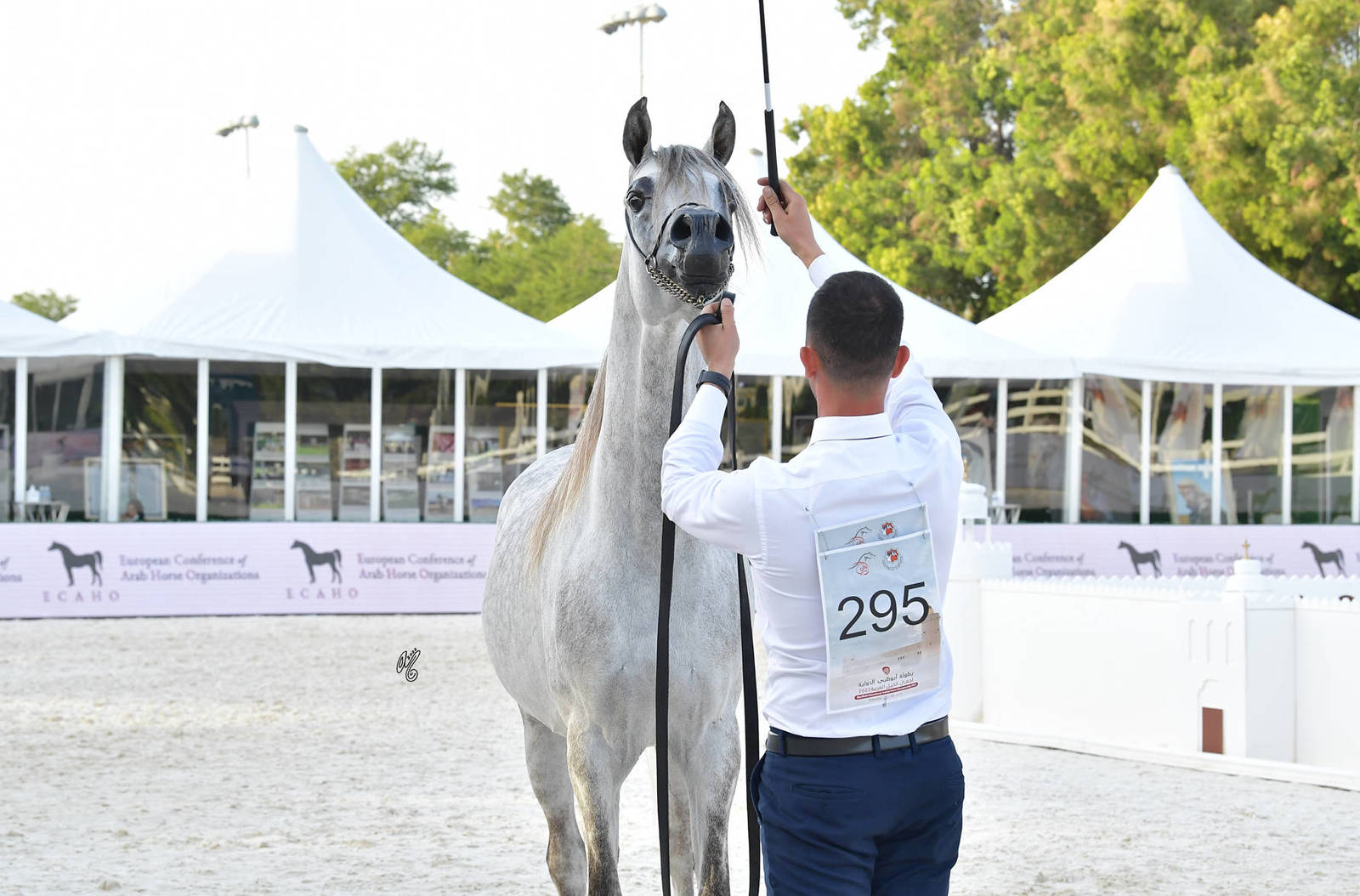 Stallions 4-6 Years Old: Haydar MS