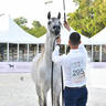 Stallions 4-6 Years Old: Haydar MS