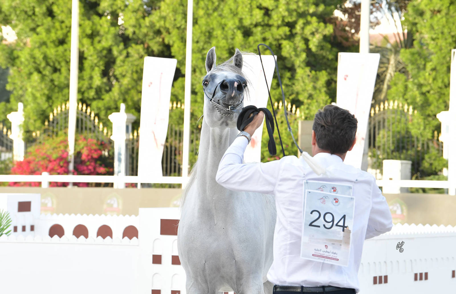 Stallions 4-6 Years Old: Emar AVI 