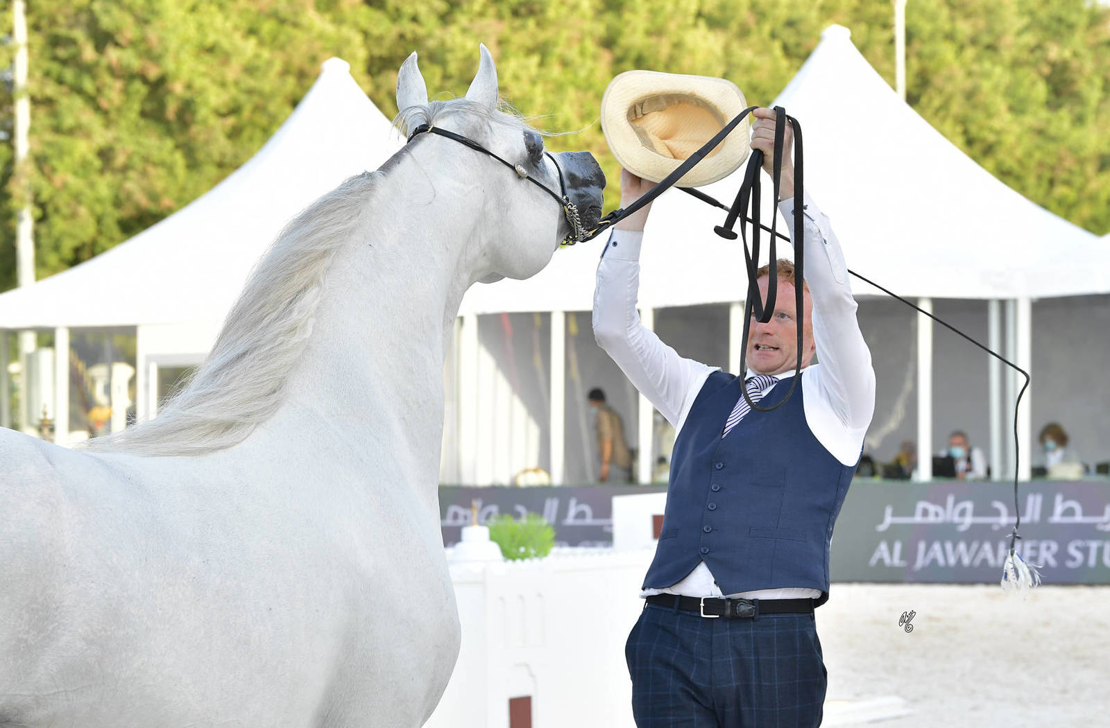 Stallions 4-6 Years Old: D Mashji 