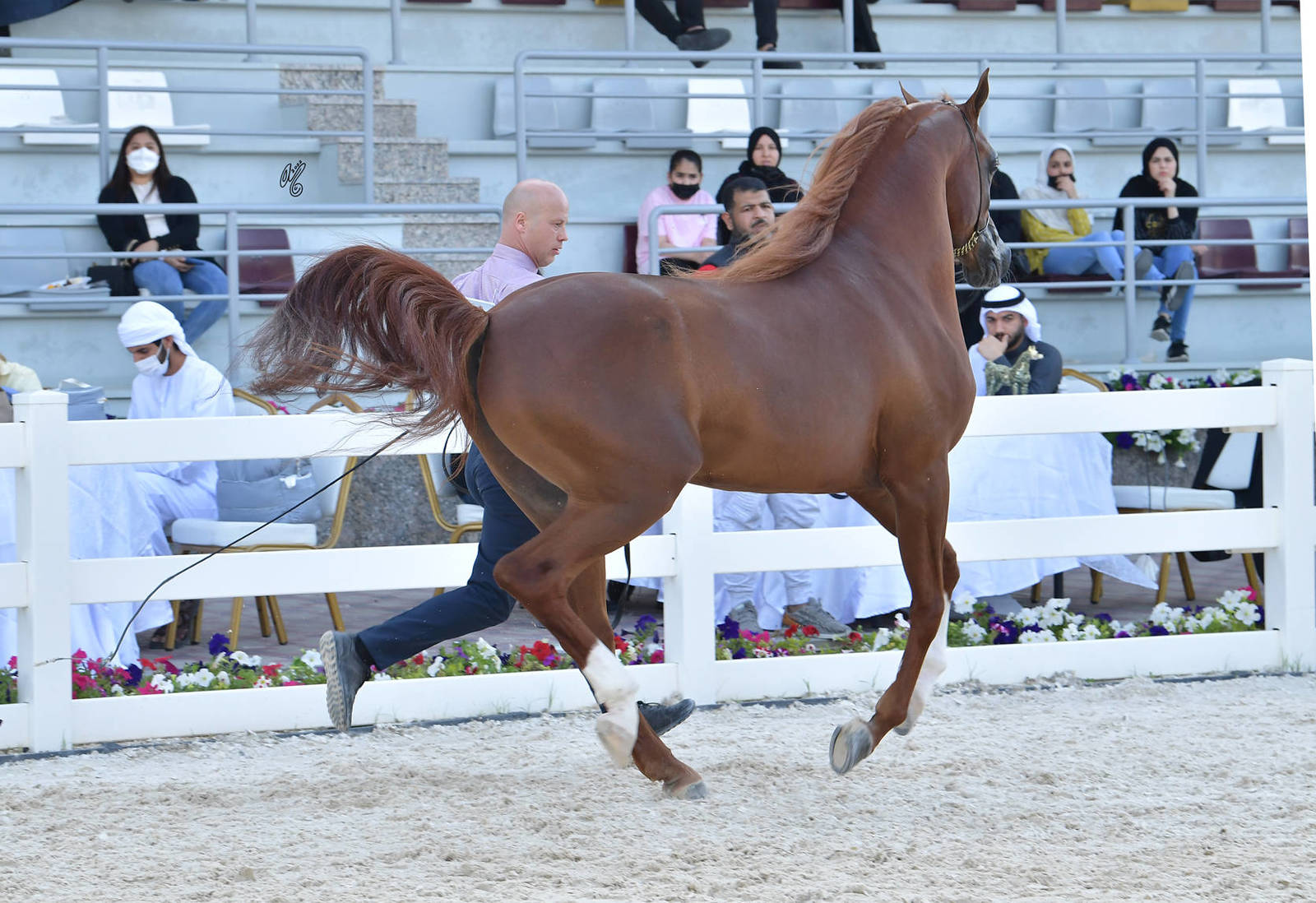 Stallions 4-6 Years Old: A.L.R. Alrasheed 