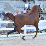 Stallions 4-6 Years Old: A.L.R. Alrasheed 