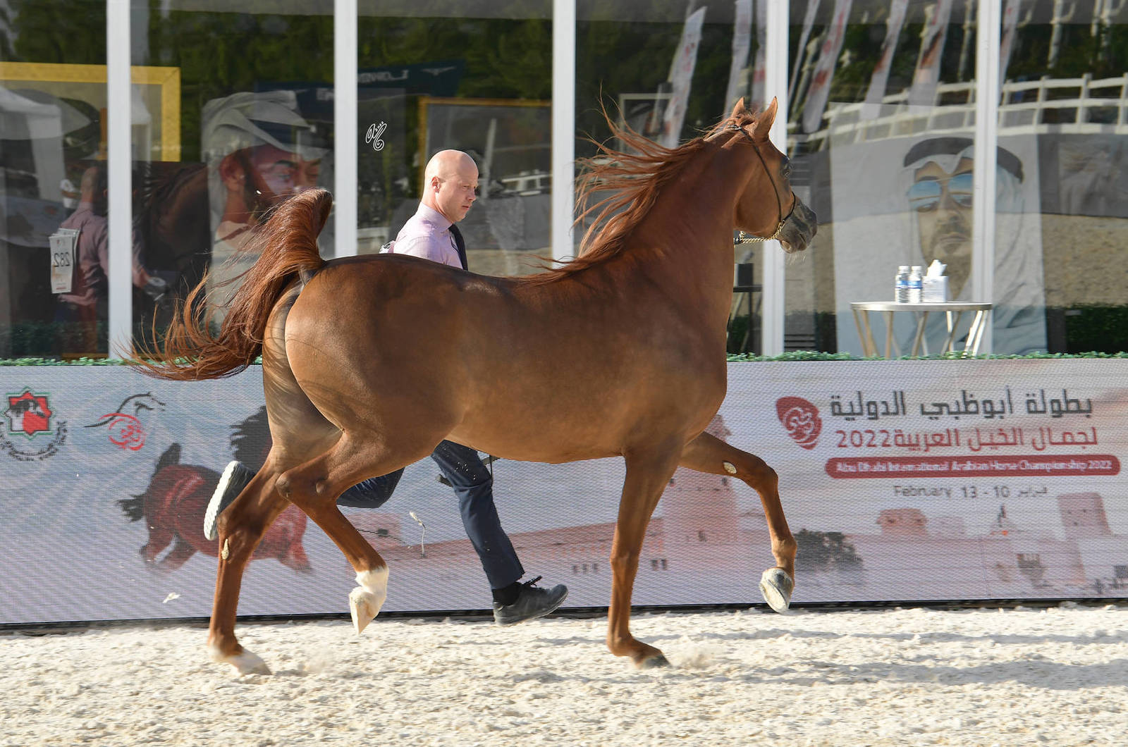 Stallions 4-6 Years Old: Melih Al Zobair 
