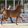 Stallions 4-6 Years Old: Melih Al Zobair 
