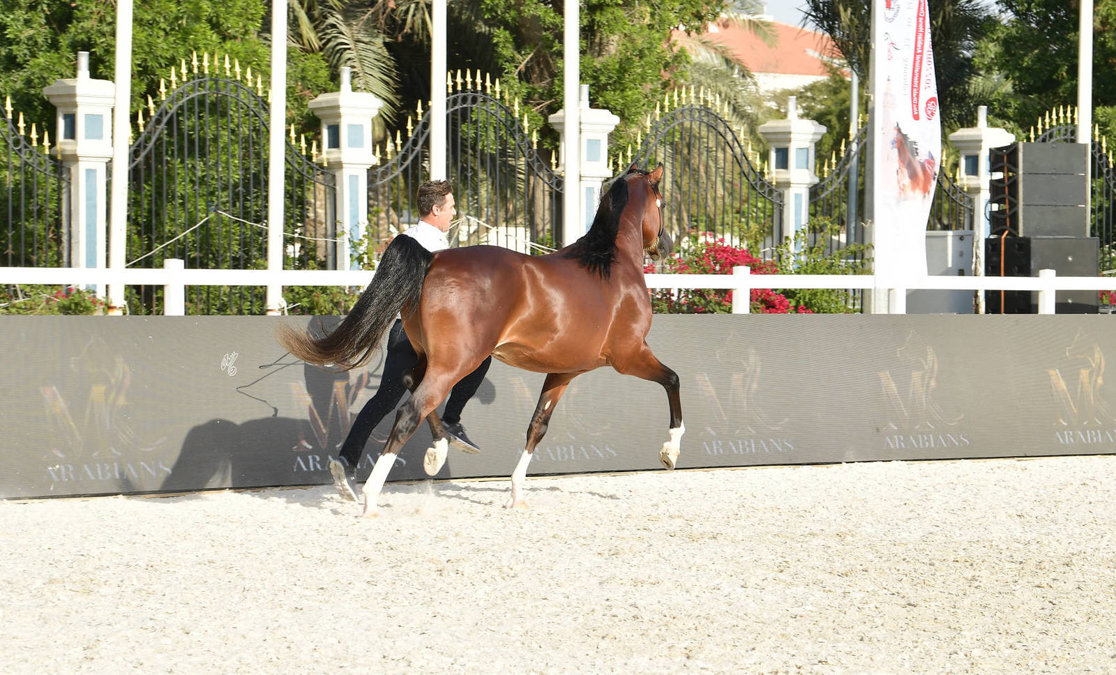 Stallions 4-6 Years Old: Freyson 