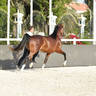 Stallions 4-6 Years Old: Freyson 