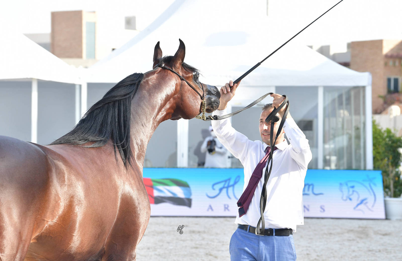 Stallions 4-6 Years Old: E.S. Rasheeq