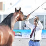 Stallions 4-6 Years Old: E.S. Rasheeq