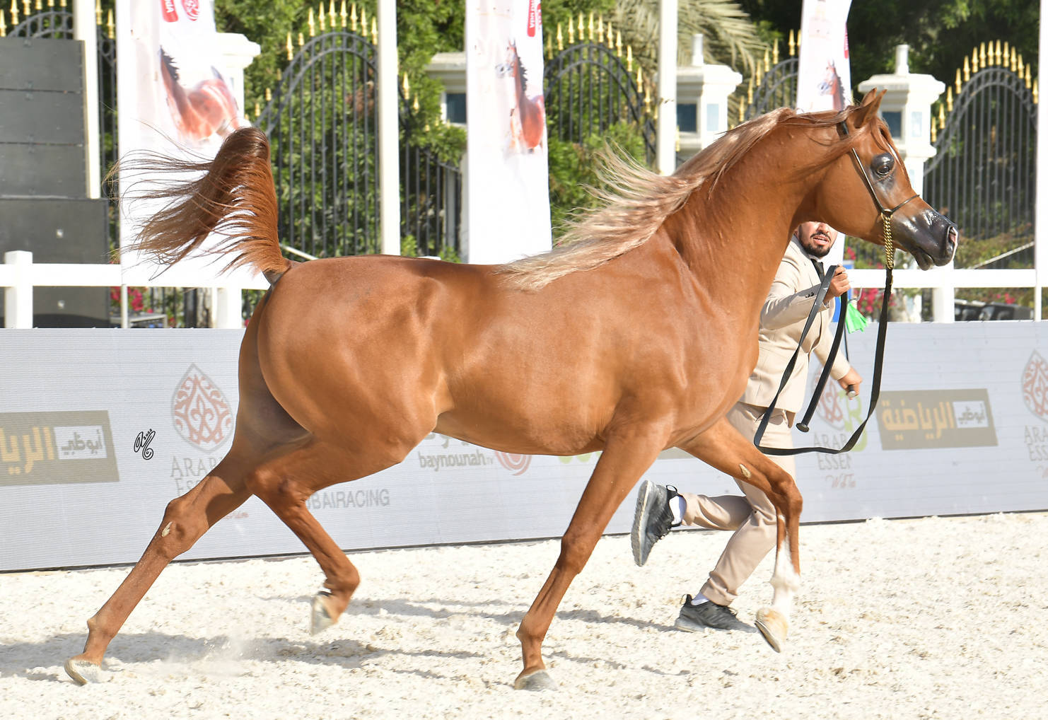 Stallions 4-6 Years Old: M.O Dahab