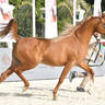Stallions 4-6 Years Old: M.O Dahab