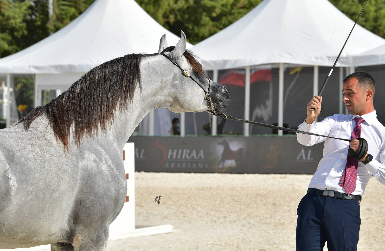 Colts 3 Years Old: Assaf 