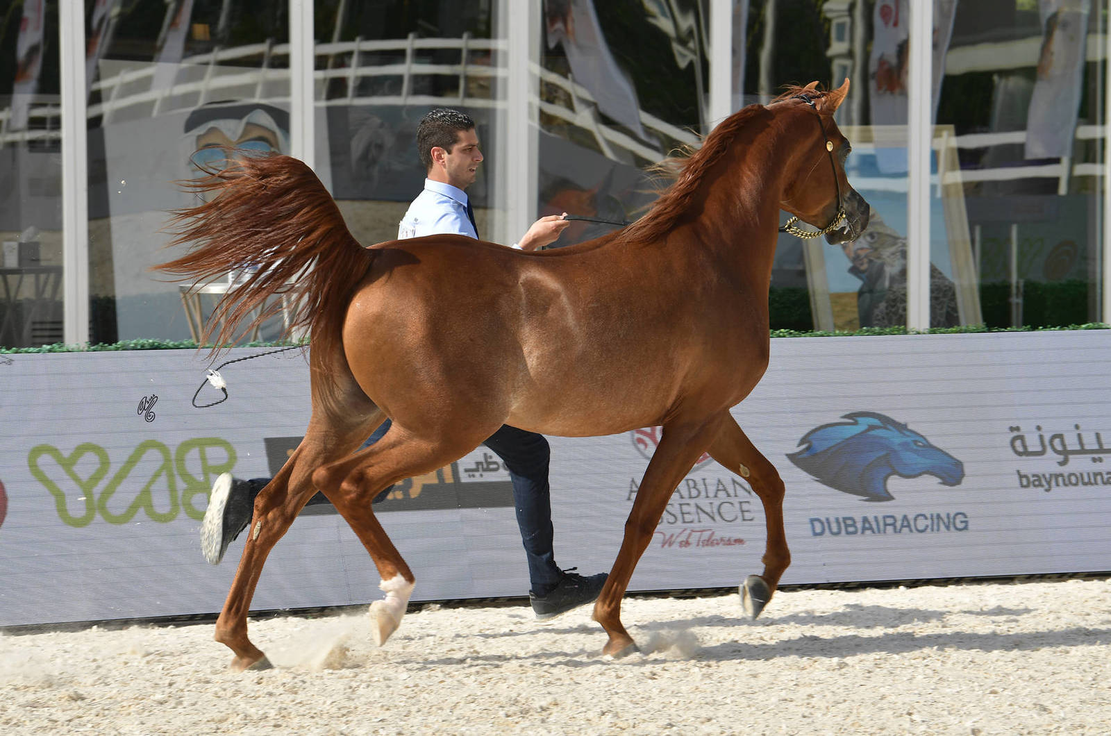 Colts 3 Years Old: AJ Sabi 