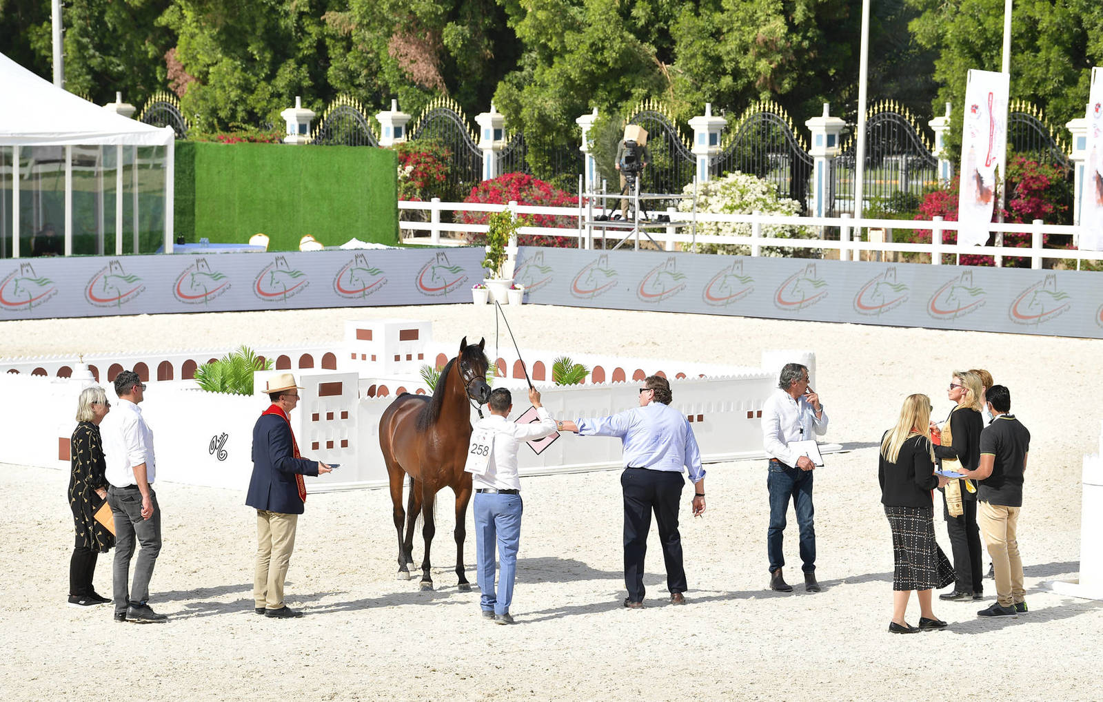 Colts 3 Years Old: S.S. Mahjub 