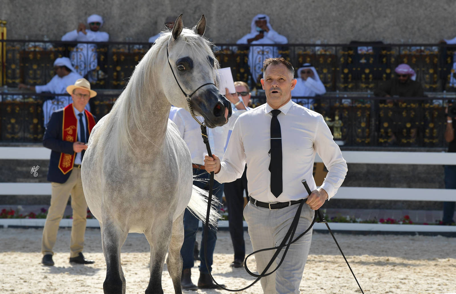 Colts 3 Years Old: Ibn Farida 