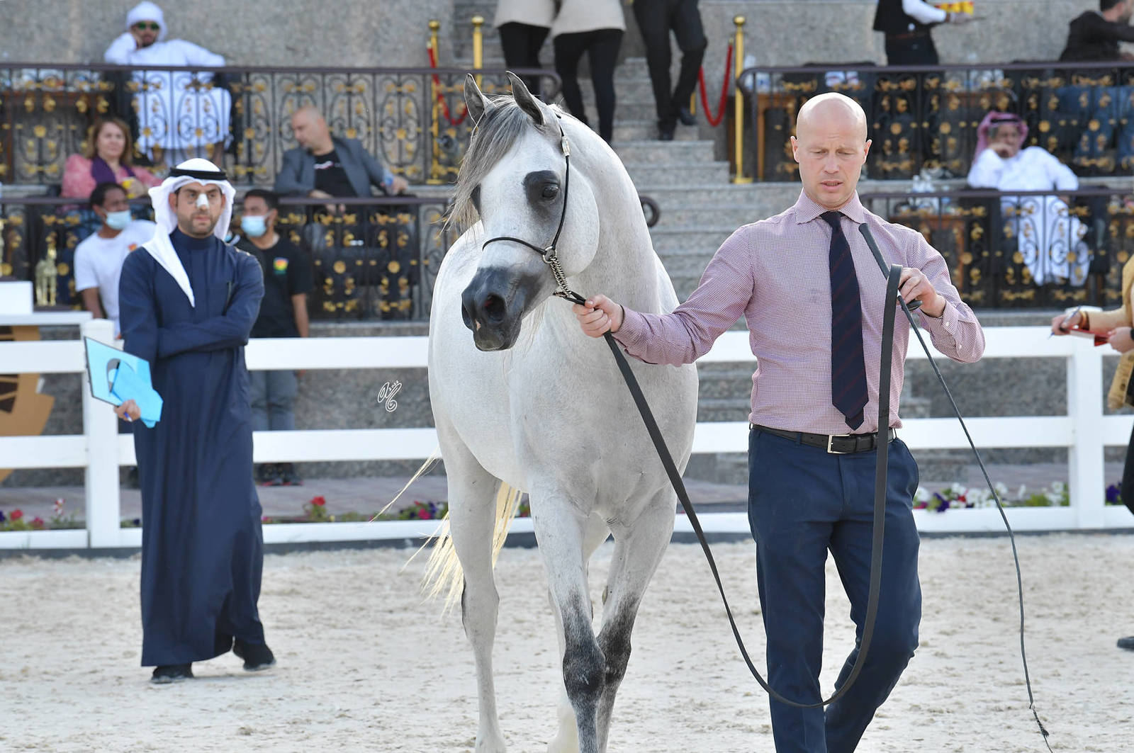 Stallions 4-6 Years Old: D Samed 