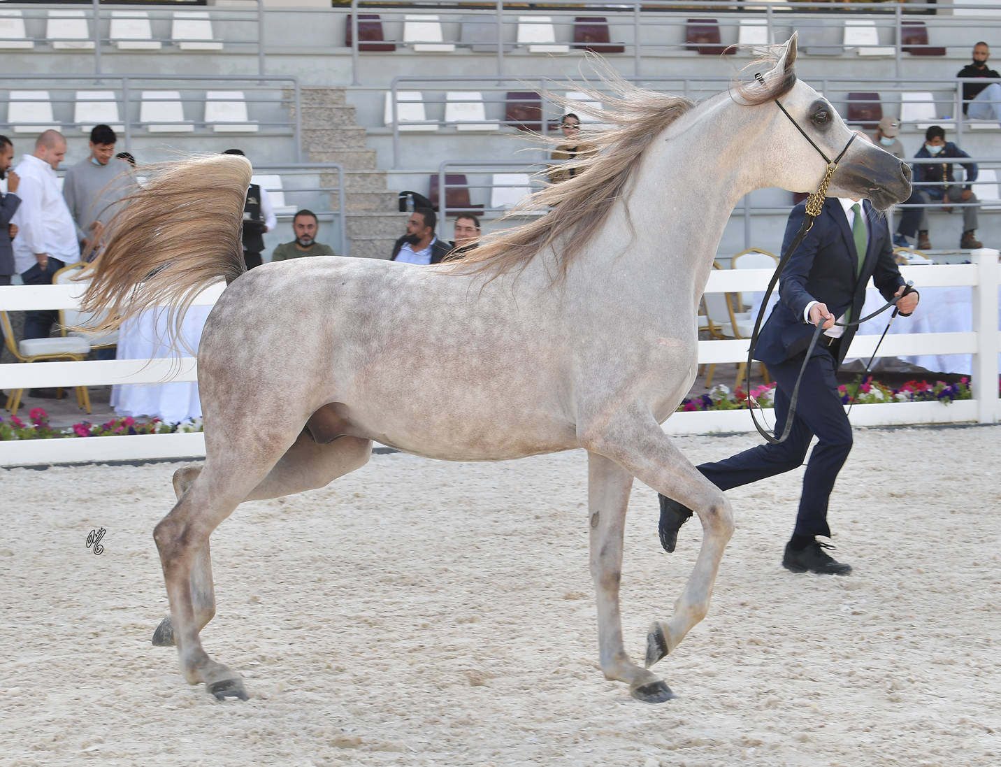 Colts 2 Years Old: D Haddar 