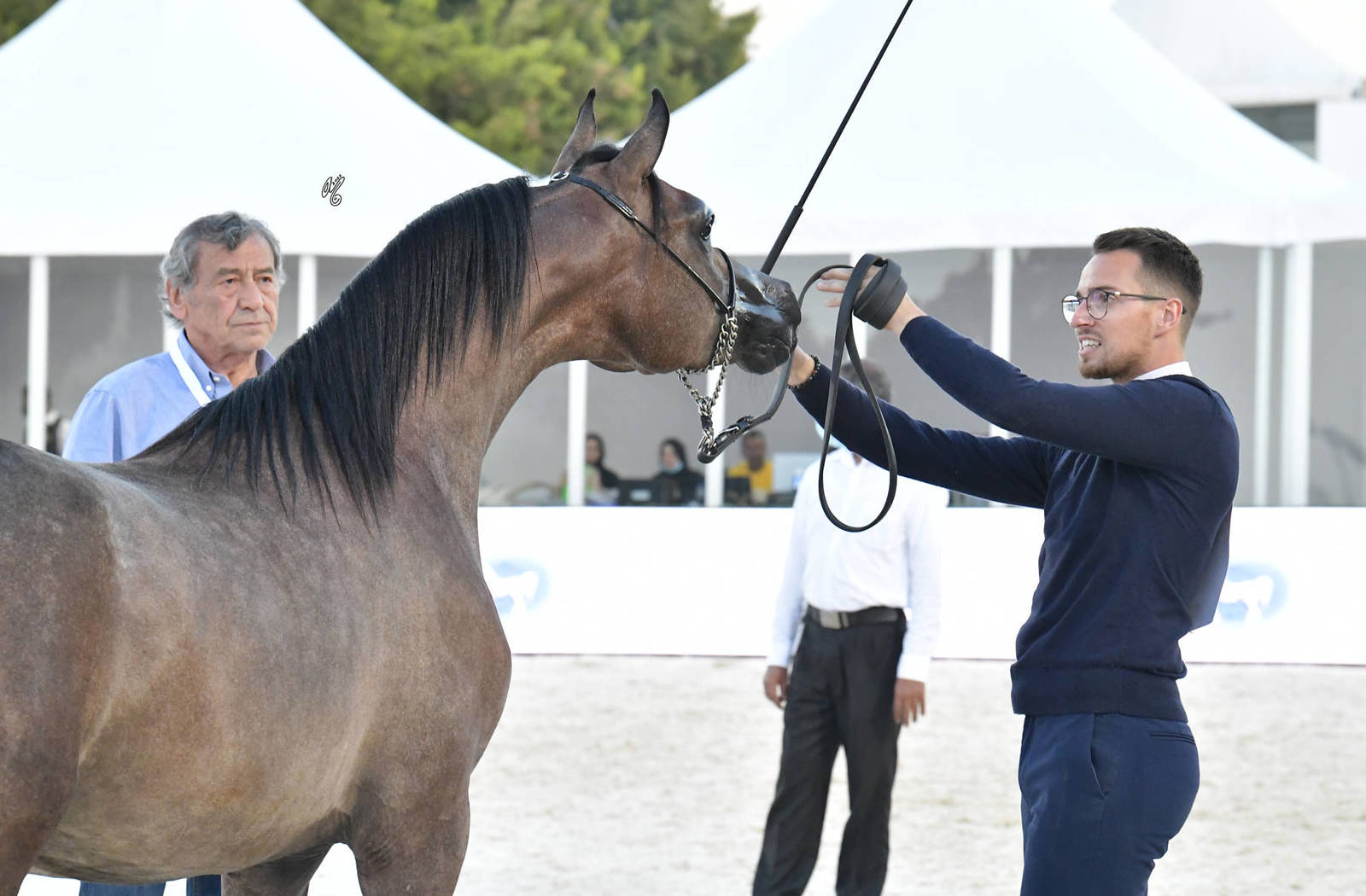 Yearling  Colt: D Na-Shab