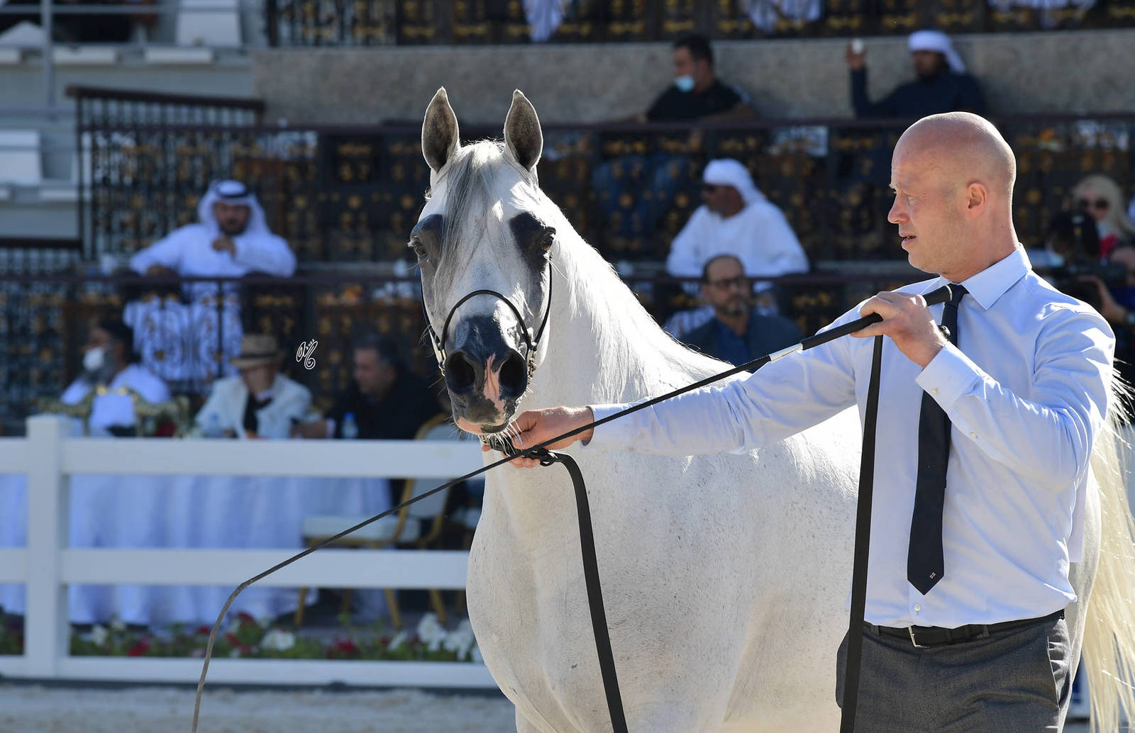 Mares 10 Years and Older: Ametista Al Jade 